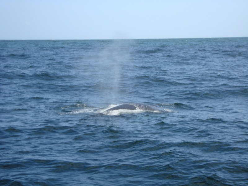 Samaná - Walbeobachtung