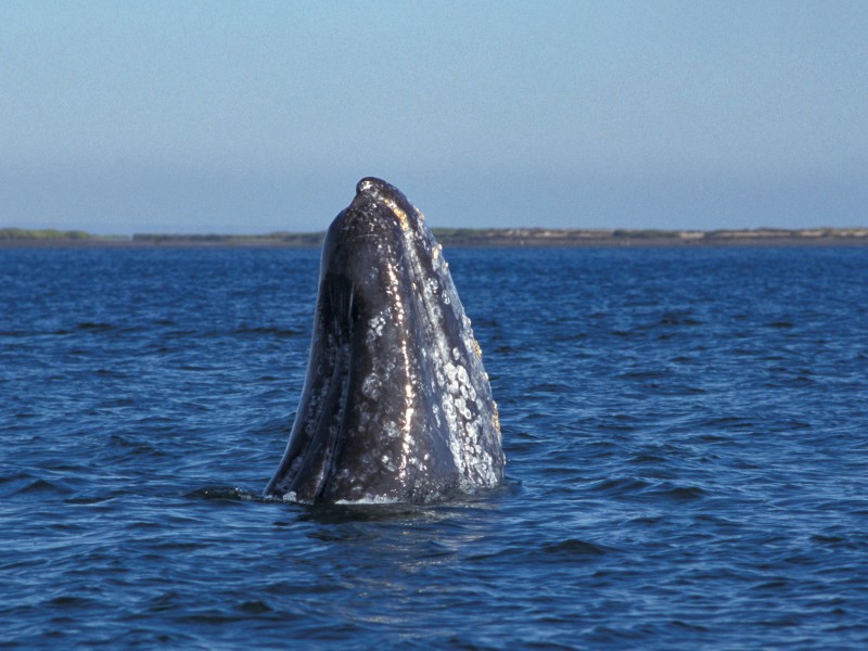 Laguna San Ignacio - Wal
