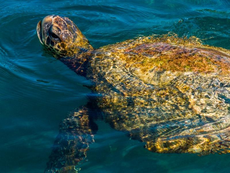 Meeresschildkröte