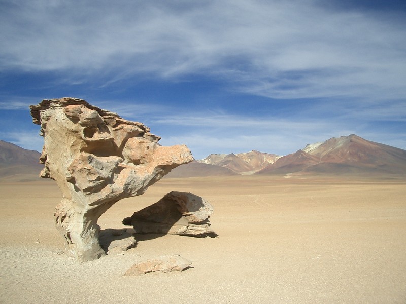 Bolivien - Versteinerter Baum in Wüste
