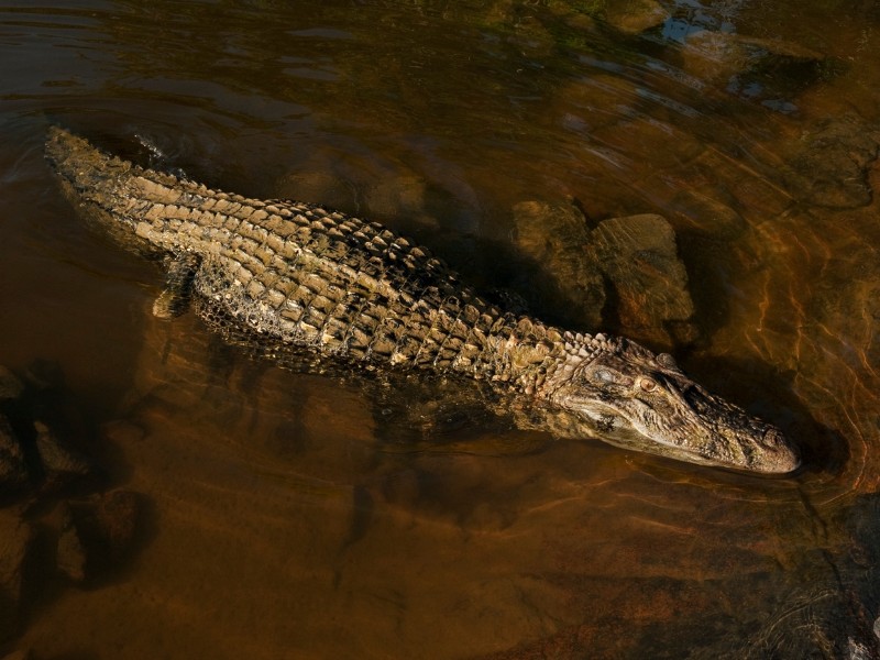 Alligator