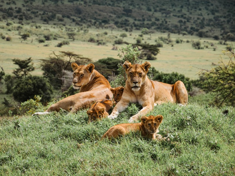 Tanzania - Lions