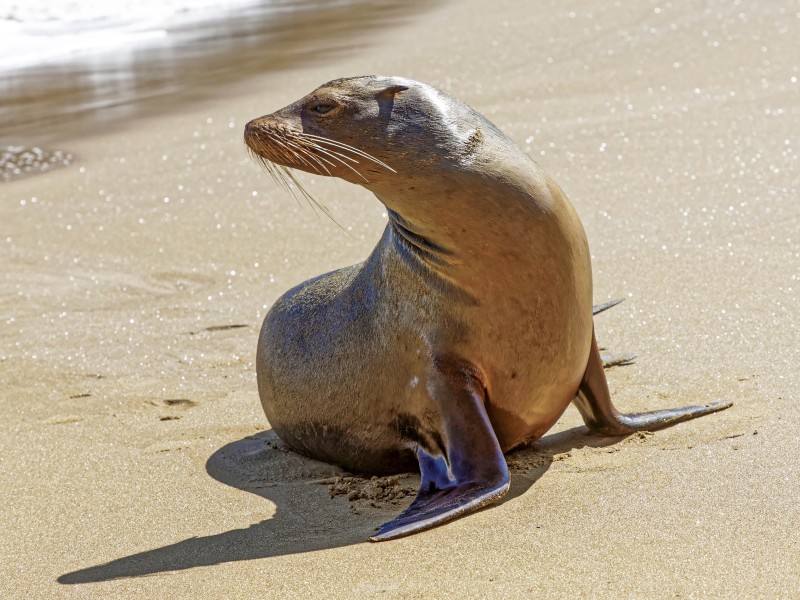 Sea Lion sun tanning 