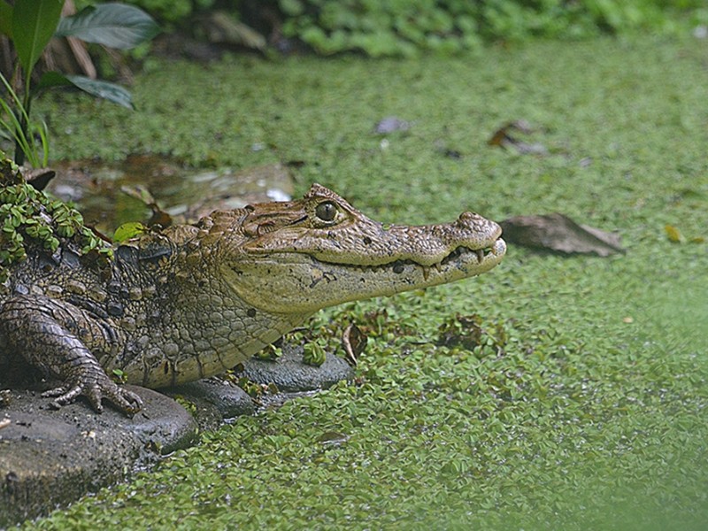 Caiman - Wildlife Rescue