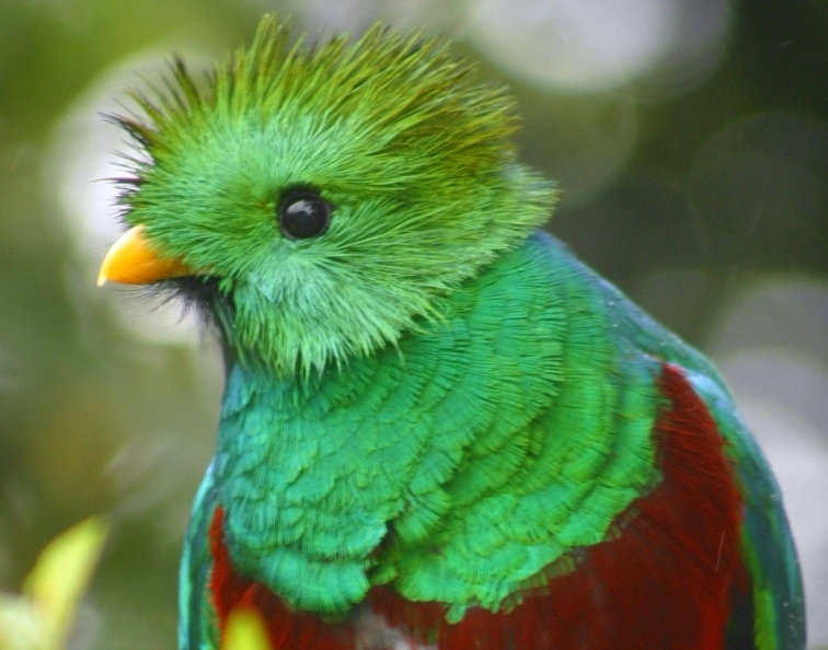 San Gerardo de Dota - Quetzal
