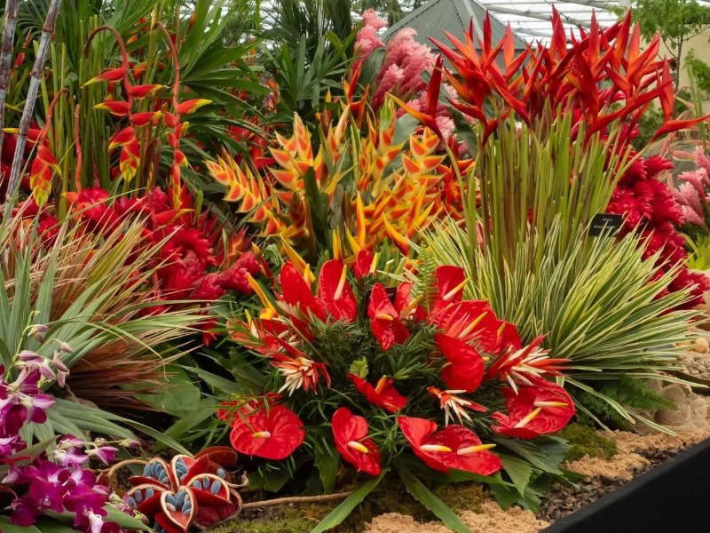 Grenada Flower Show