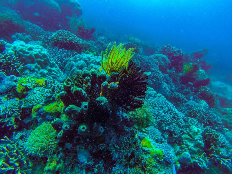 Mnemba Island, Zanzibar