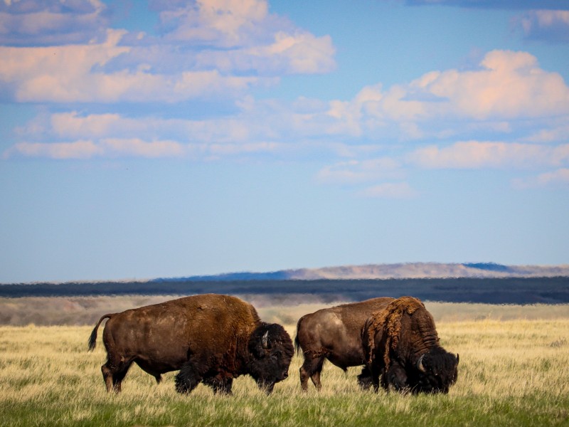 Canada - Saskatchewan - Grassland NP