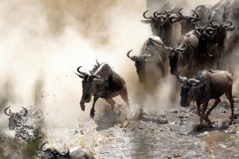 Wildebeest