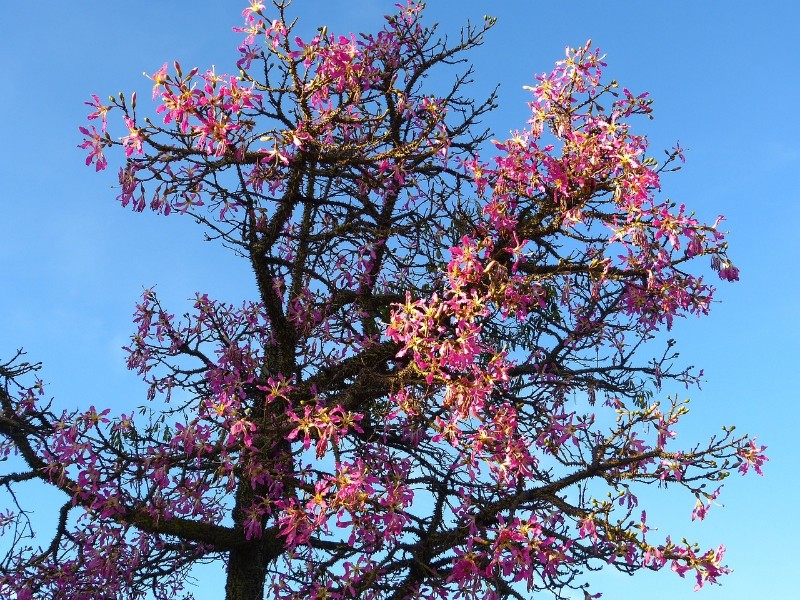 Caiba - Silk Cotton tree