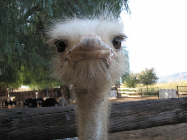 South Africa - Oudtshoorn