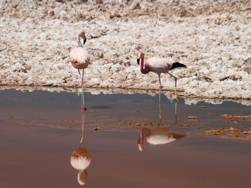 Atacama-Flamingos