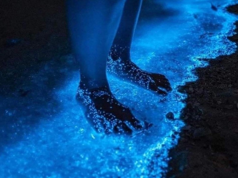 Bioluminescence Tour in Kayak