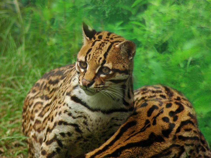 Ecuador - Ozelot im Amazonas-Urwald