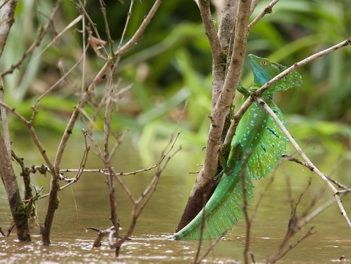Pedacito del Cielo - Lizard