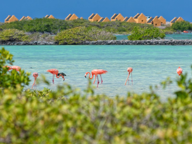 Flamingo Sanctuary - Bonaire