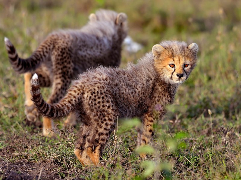 Cheetah