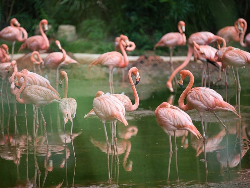 Flamingo