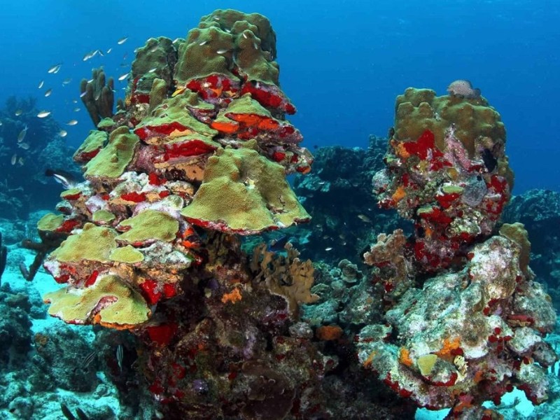 SNORKEL - WESTPUNT BLUE ROOM OR PLAYA GR