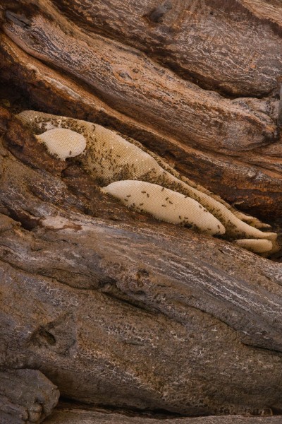 Maasai Honey Project in Ololosokwan