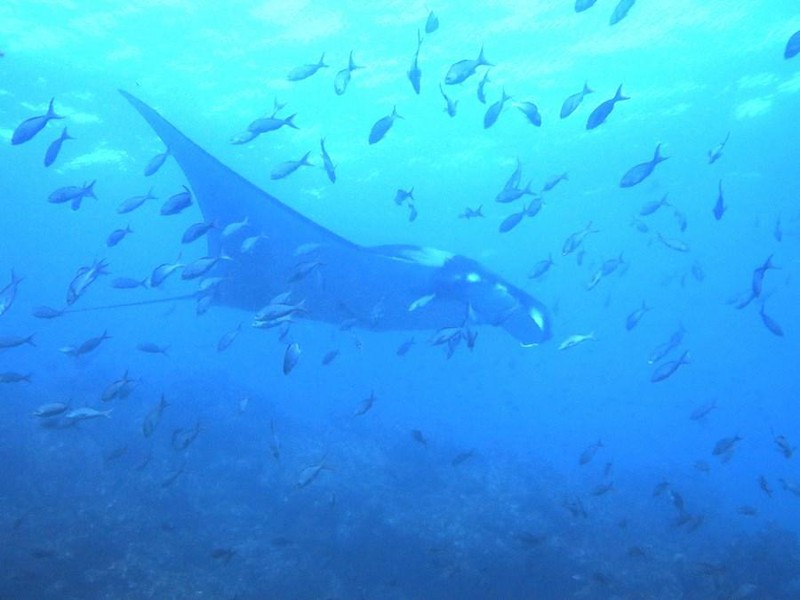 Highlight: Manta-Rochen