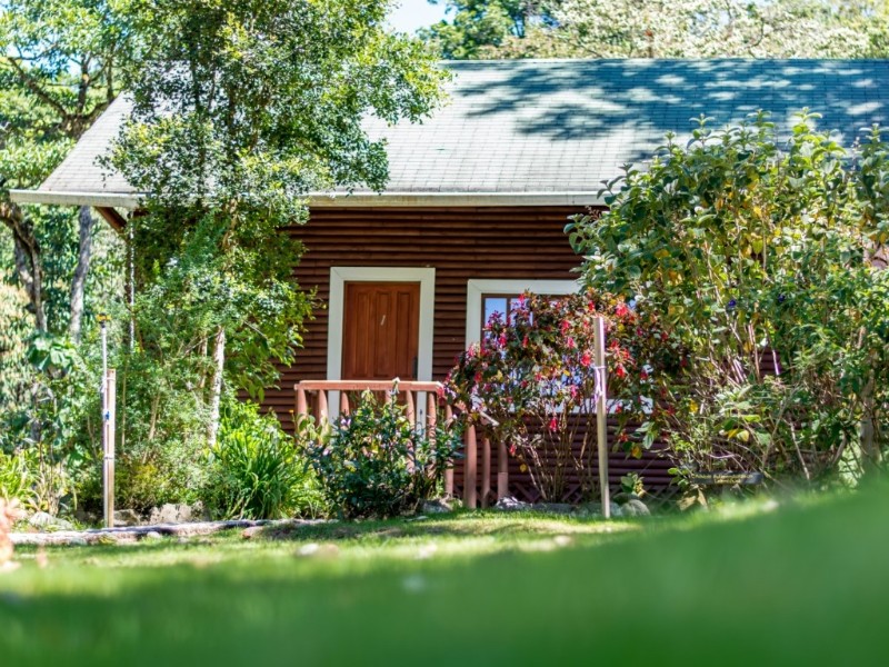 Sueños del Bosque - Standard