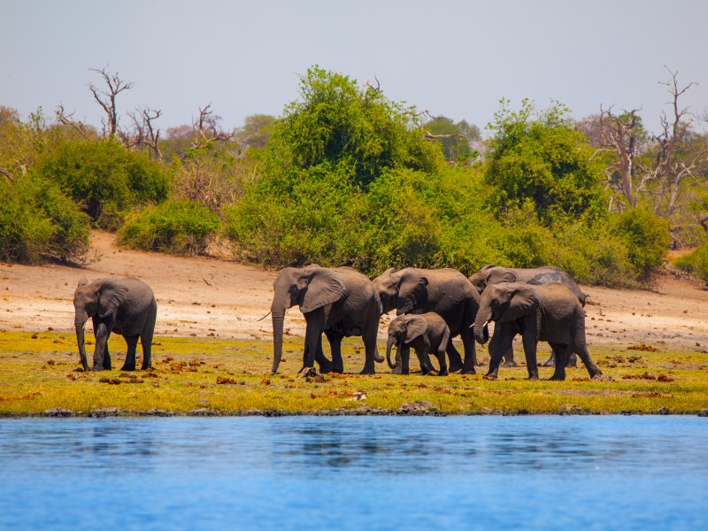 Botswana - Chobe-rivier