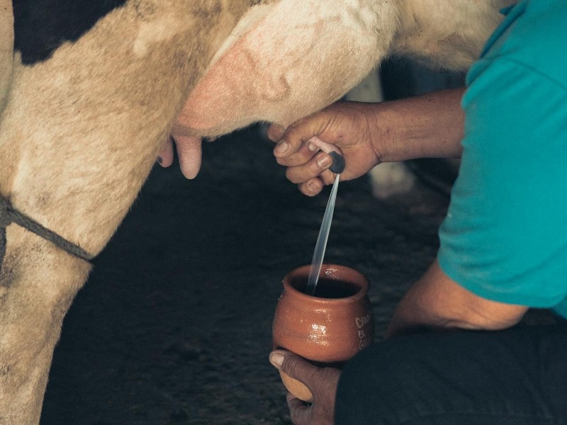 Milking a cow