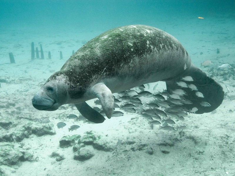 Manatee