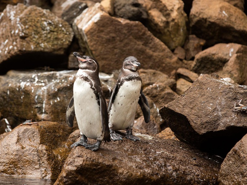 Bestaunen Sie Pinguine