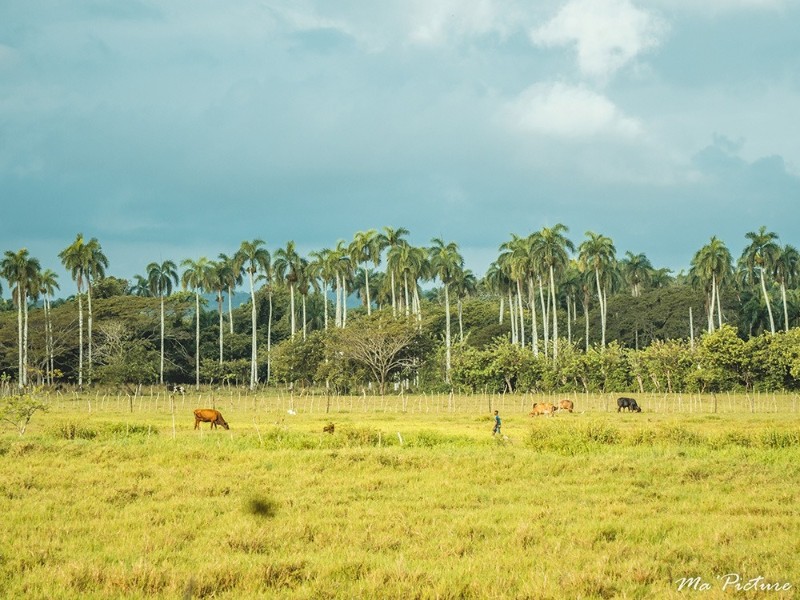 Green Land Bubble Glamping - Umgebung