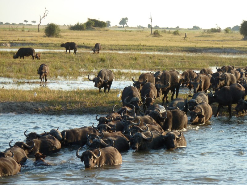 Botswana - Chobe-rivier