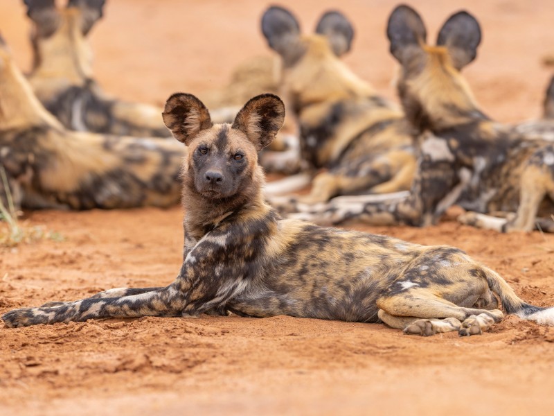 afrikanischer Wildhunde