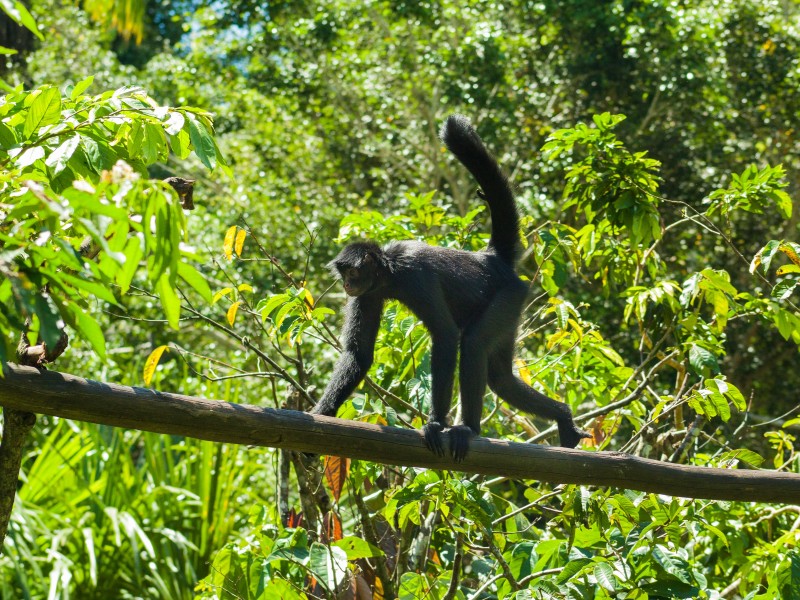 Peru - Affe im Urwald