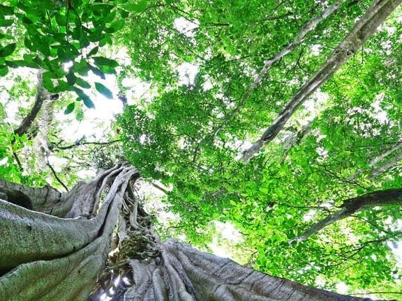 Monteverde - Nebelwald