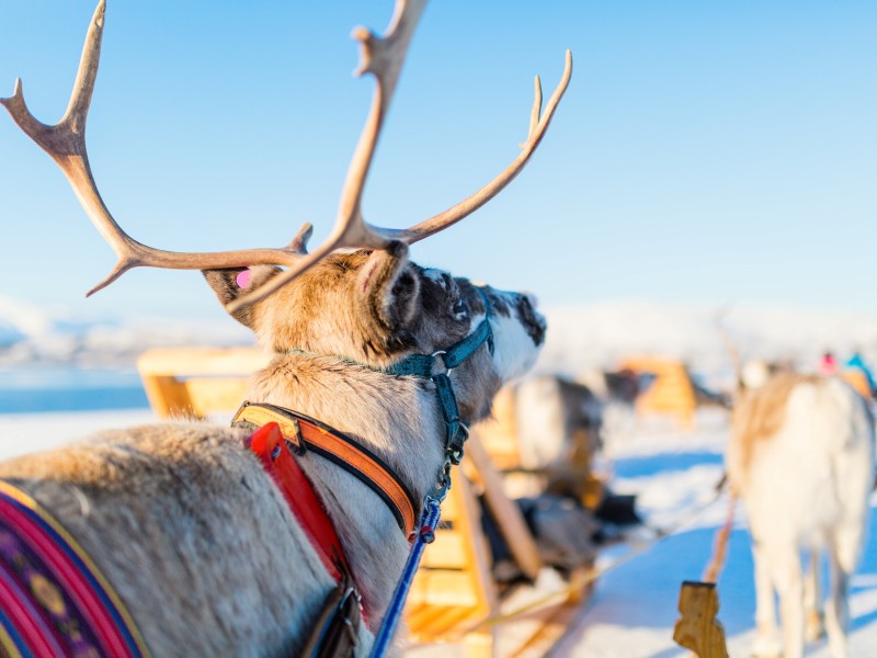 Norway - Tromso - reindeer