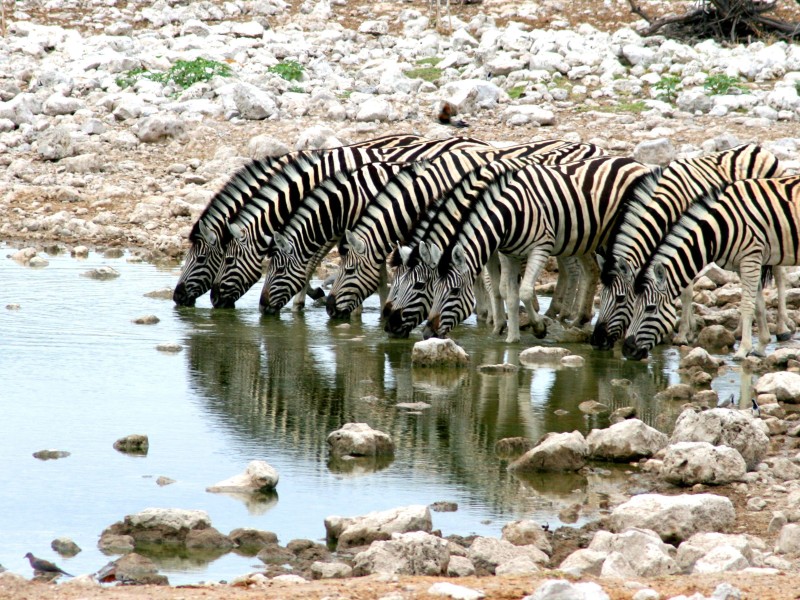Namibia - Etosha National Park