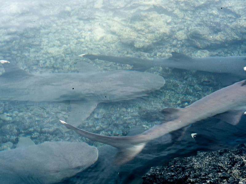  Whitetip reef shark channel