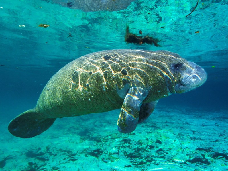 USA - Florida - Manatee