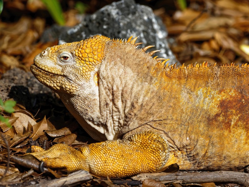 Gelber Landleguan auf Urbina Bay