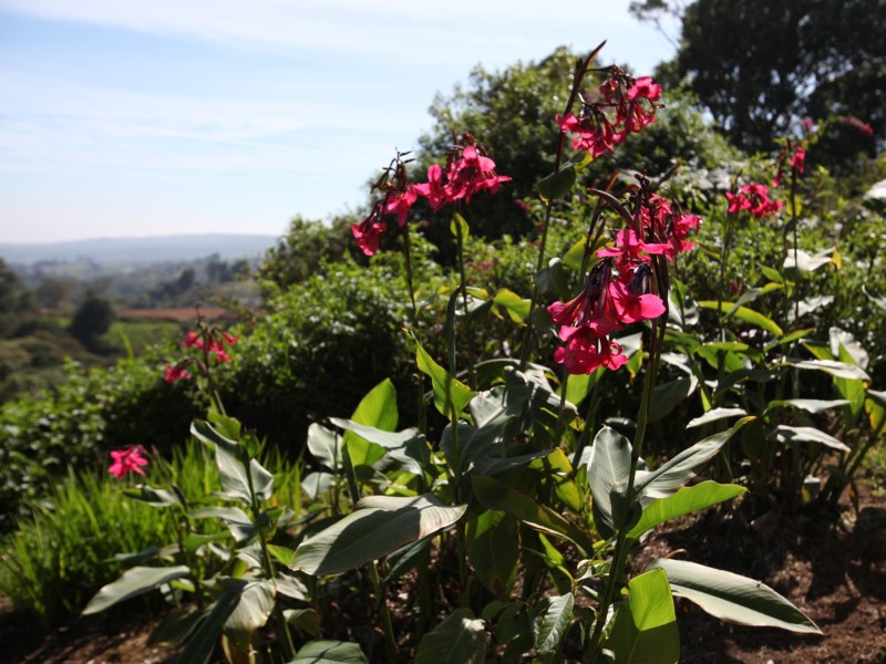 Poas Volcano Lodge - Garten