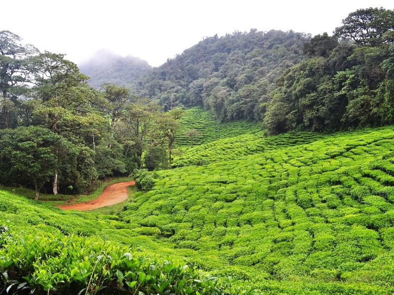 Colombian Nature
