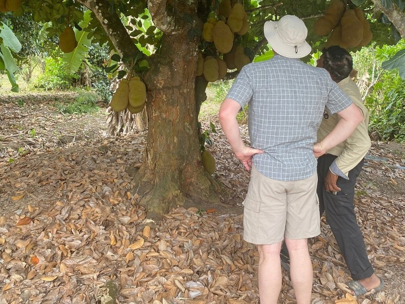 Picking fruits on Singh Farm
