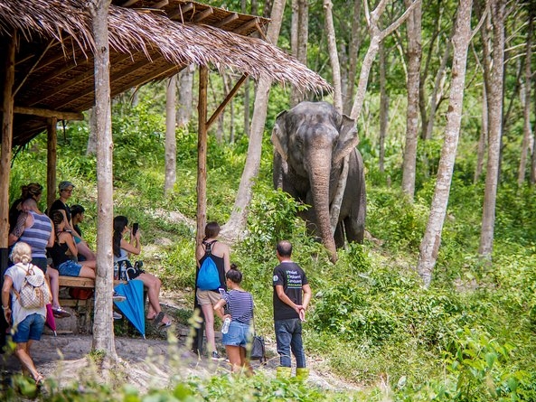 A Morning with the Elephants at Phuket E