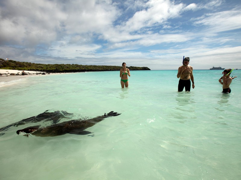 Schnorcheln mit Seelöwen gehört dazu