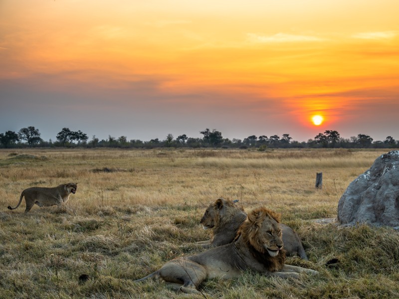 Botswana - Moremi Game Reserve