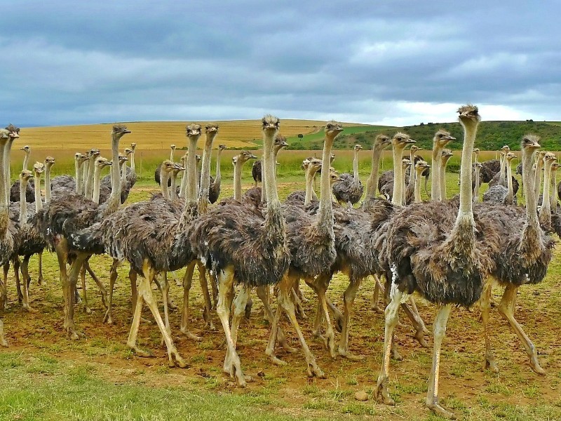 Ostriches