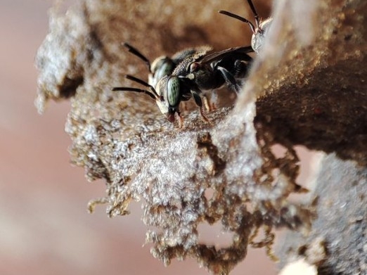 Peru_Peru_Delfin III