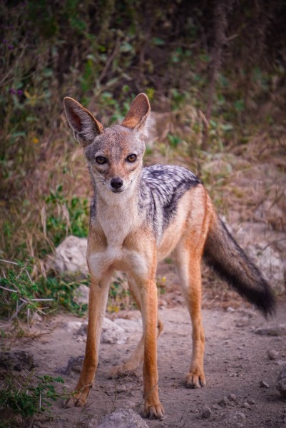 Black-backed Jackal