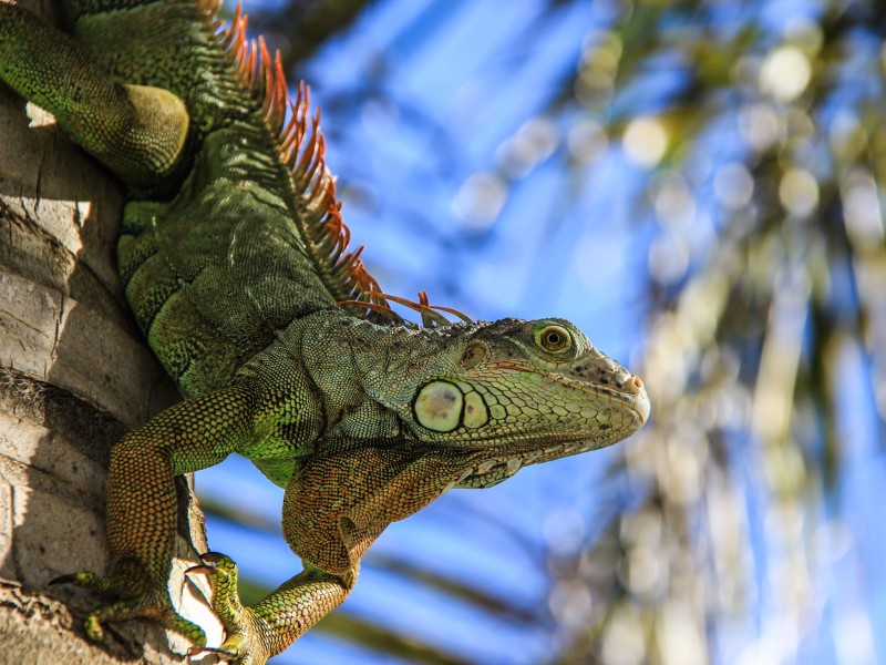 Iguana
